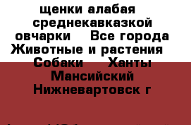 щенки алабая ( среднекавказкой овчарки) - Все города Животные и растения » Собаки   . Ханты-Мансийский,Нижневартовск г.